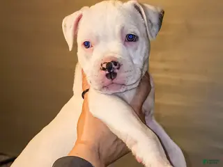 Mixed Breed dogs Ursula - Ad 5