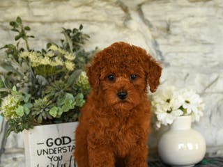 Miniature Poodle dogs for sale: Ozzie - Ad 1