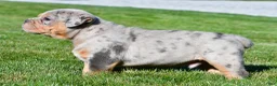Beabull dogs for sale: Tucker - Ad 5