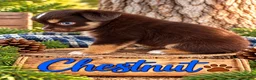 Miniature Australian Shepherd dogs for sale: Chestnut - Ad 4