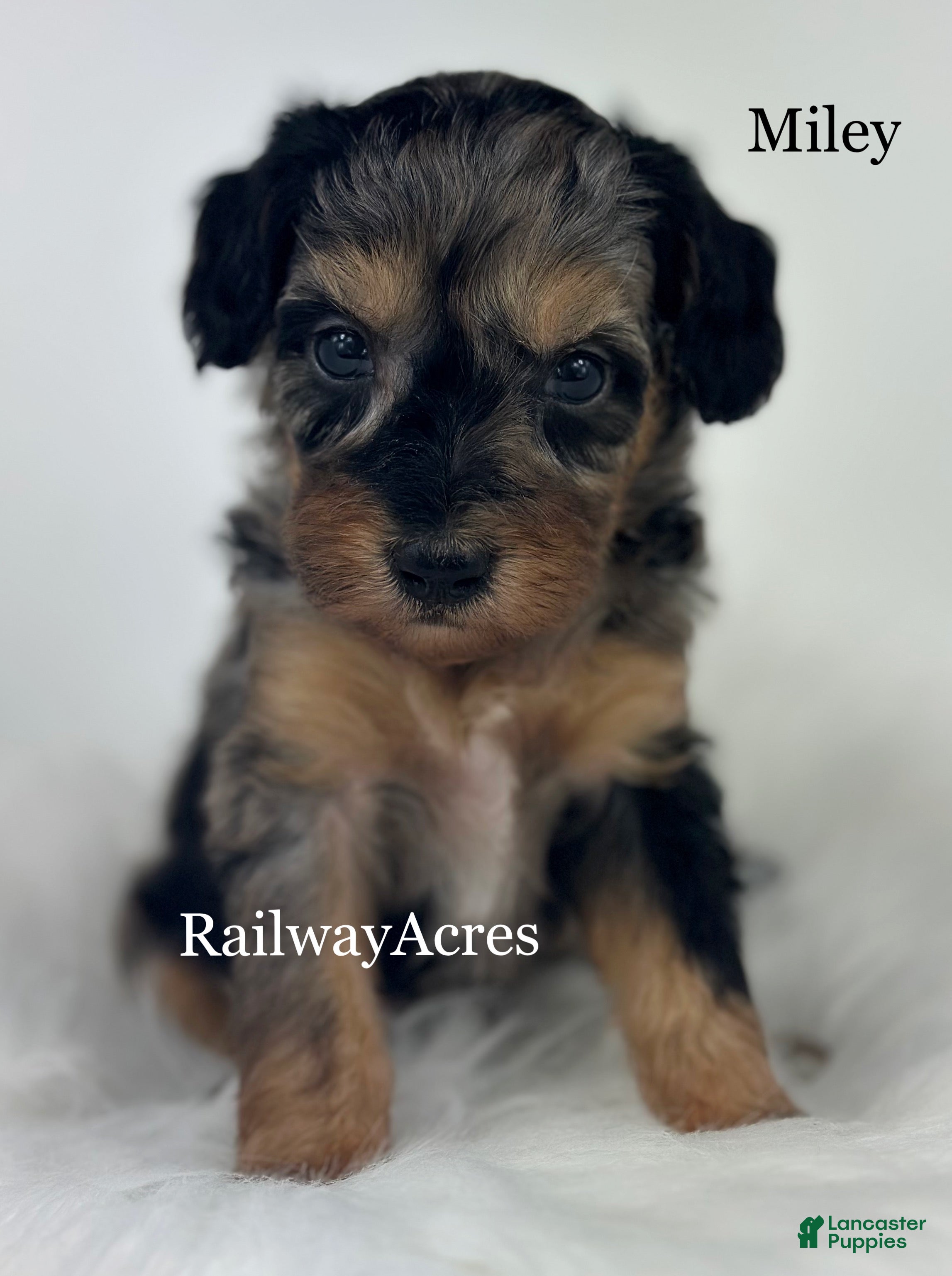 Goldendoodle dogs Miley - Ad 39