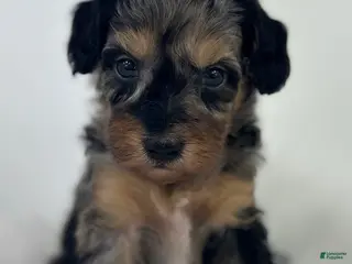 Goldendoodle dogs Miley - Ad 39