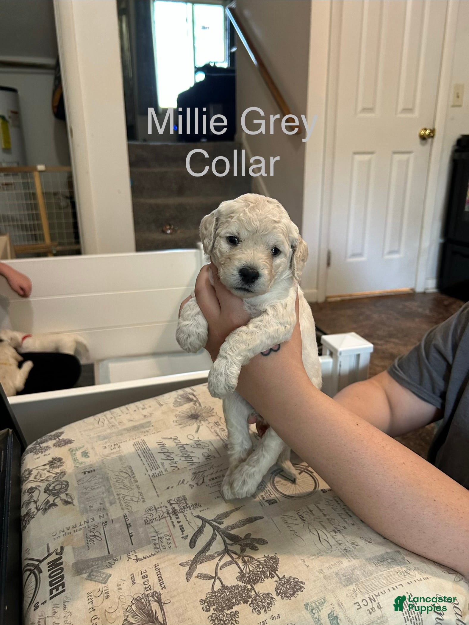 Goldendoodle dogs Millie Grey Female Goldendoodle  - Ad 2