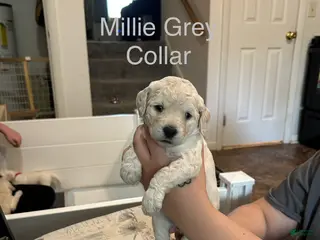 Goldendoodle dogs Millie Grey Female Goldendoodle - Ad 14