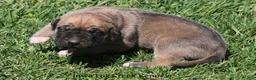 Mixed Breed dogs for sale: Bubba - Ad 5