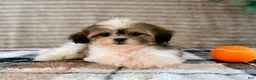 Malshi dogs for sale: Jack - Ad 3
