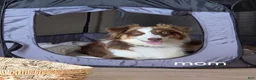 Australian Shepherd dogs for sale: Female #2 Dark Red Tricolor Australian shepherd  - Ad 2