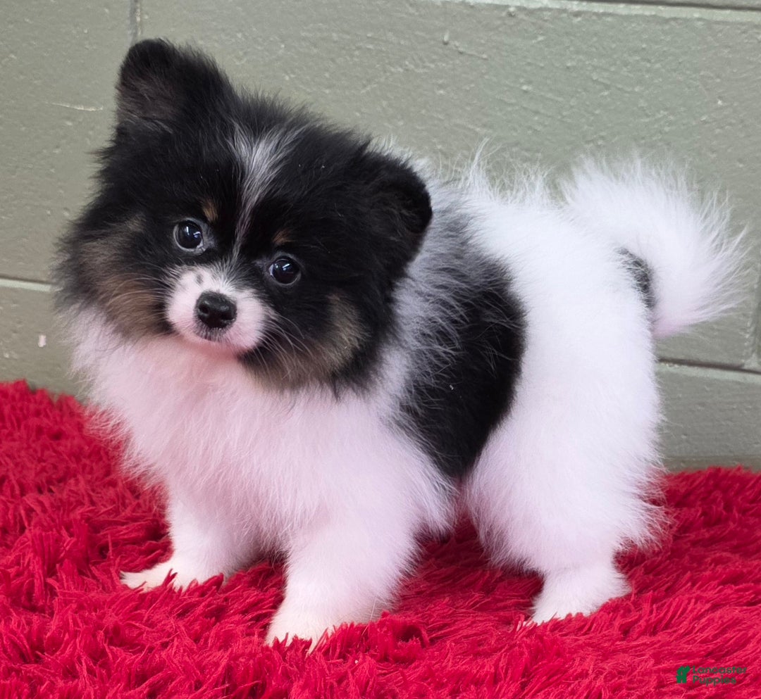 Pomeranian dogs for sale: Lucky  - Ad 6