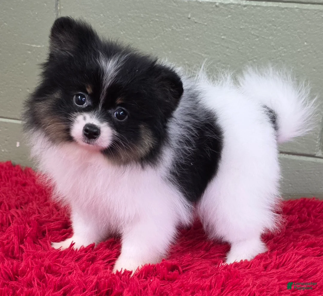 Pomeranian dogs for sale: Lucky  - Ad 6