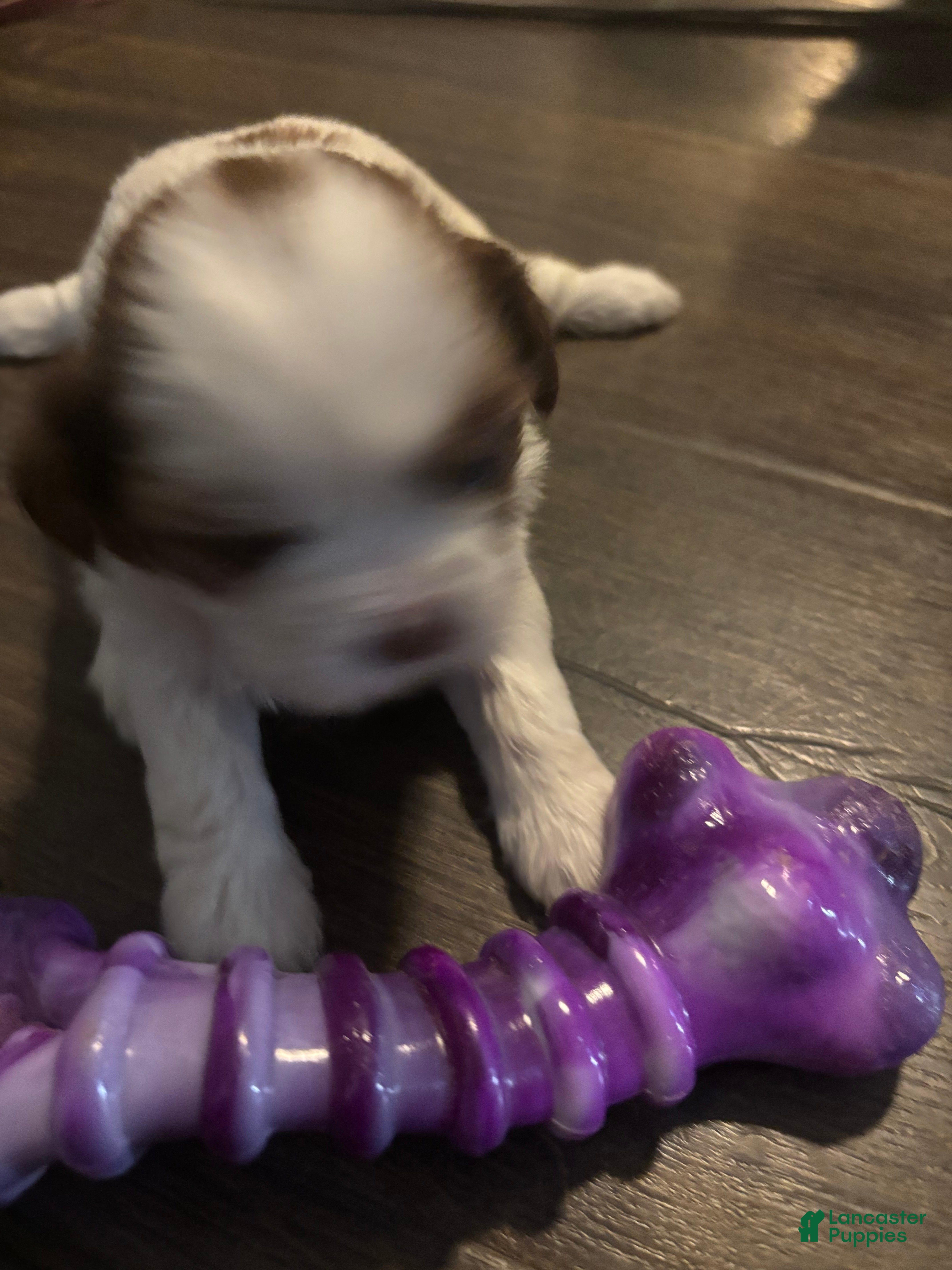 Shih Tzu dogs Luna - Ad 2