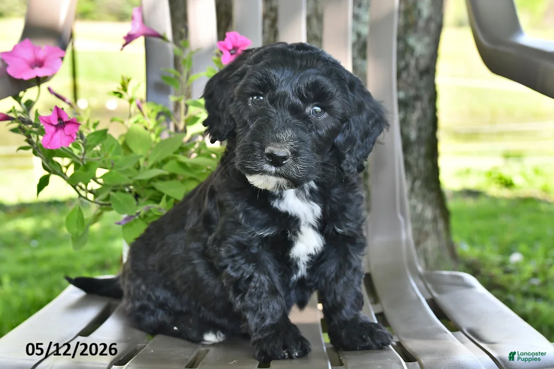 Goldendoodle dogs for sale: Tucker - Ad 1