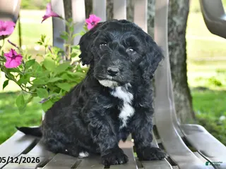 Goldendoodle dogs for sale: Tucker - Ad 2