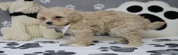 Havapoo dogs for sale: charlie  - Ad 6