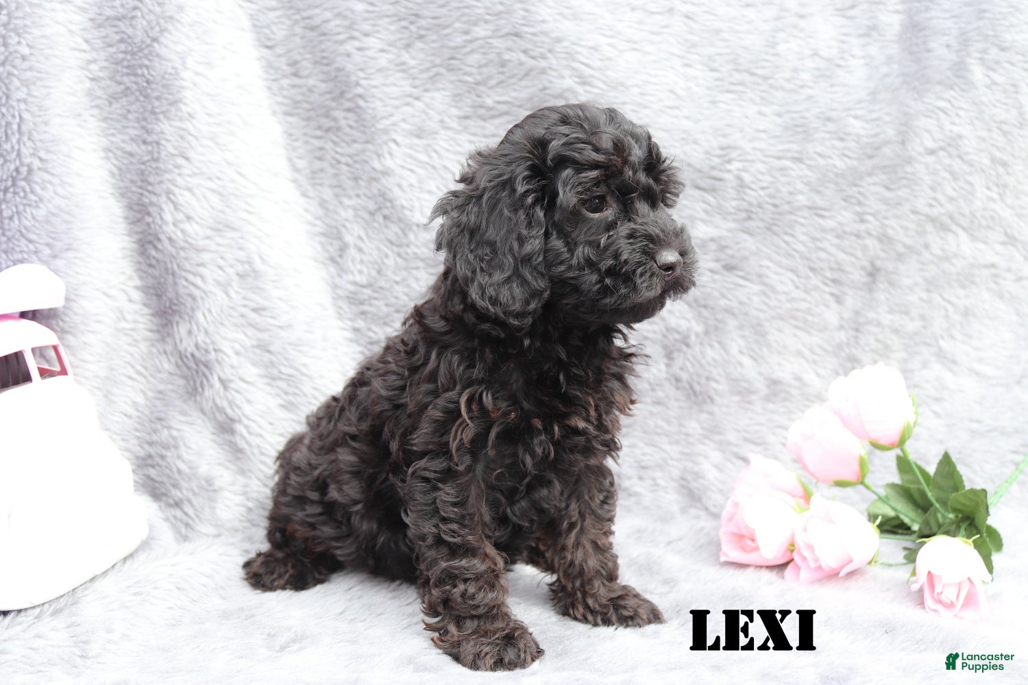 Mini Goldendoodle dogs for sale: Lexi - Ad 3