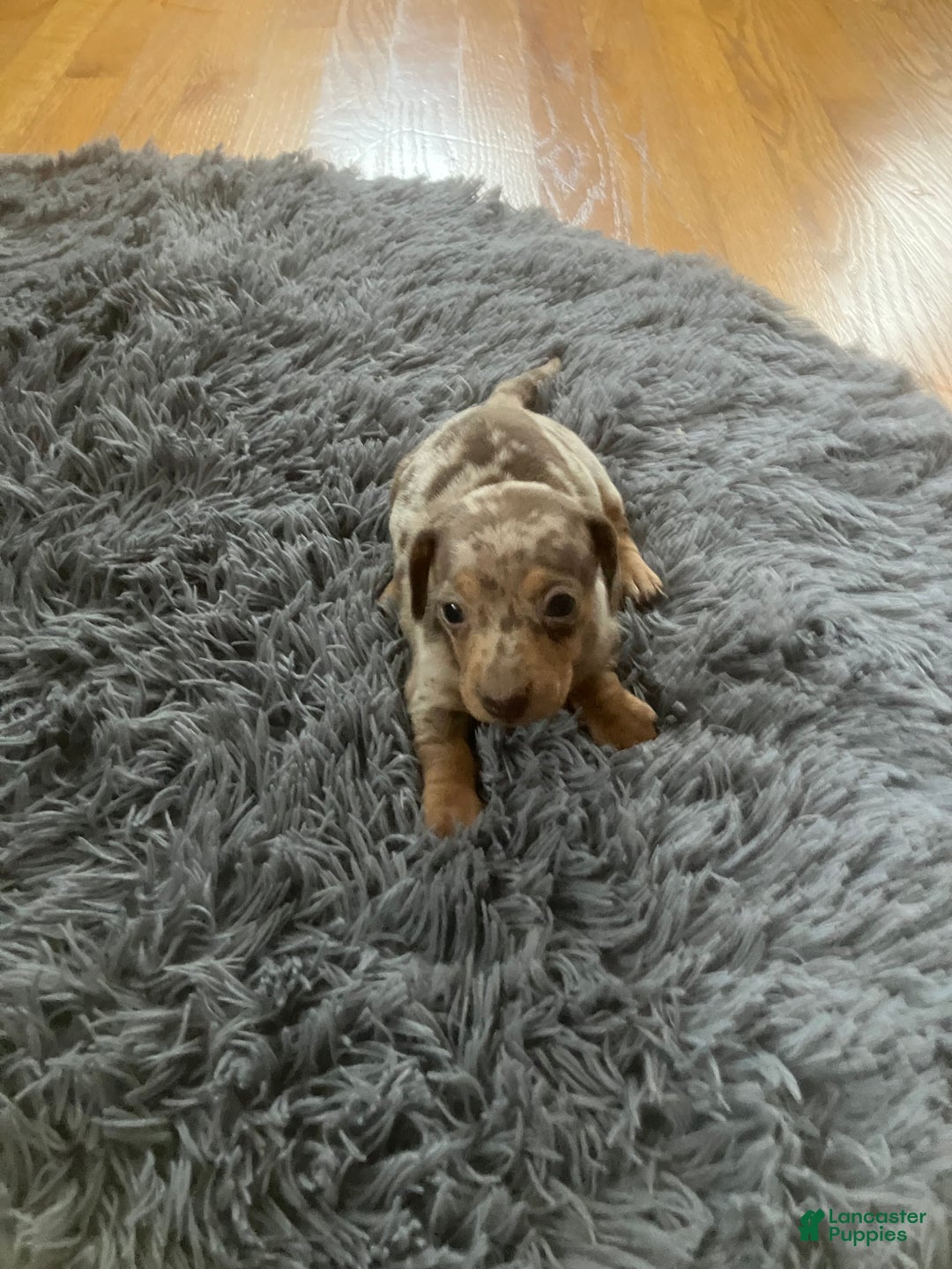 Miniature Dachshund dogs for sale: Akc Kaitlyn - Ad 1