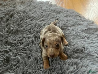 Miniature Dachshund dogs Akc Kaitlyn - Ad 42
