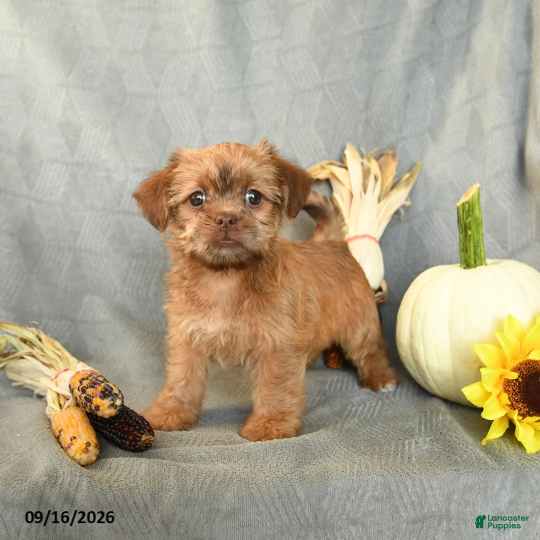 Shorkie dogs for sale: Hershey - Ad 1