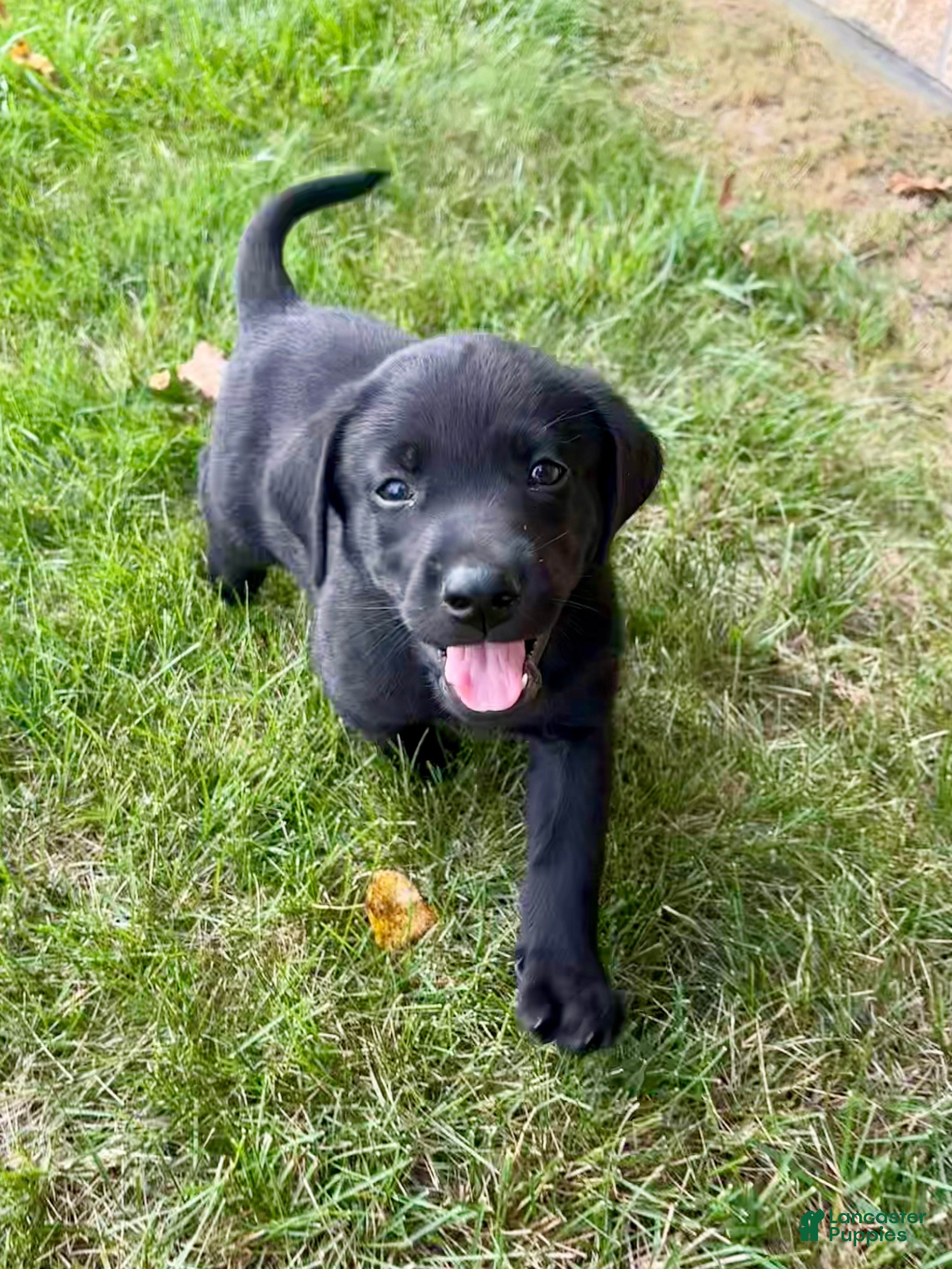 Labrador Retriever dogs Bruno - Ad 2