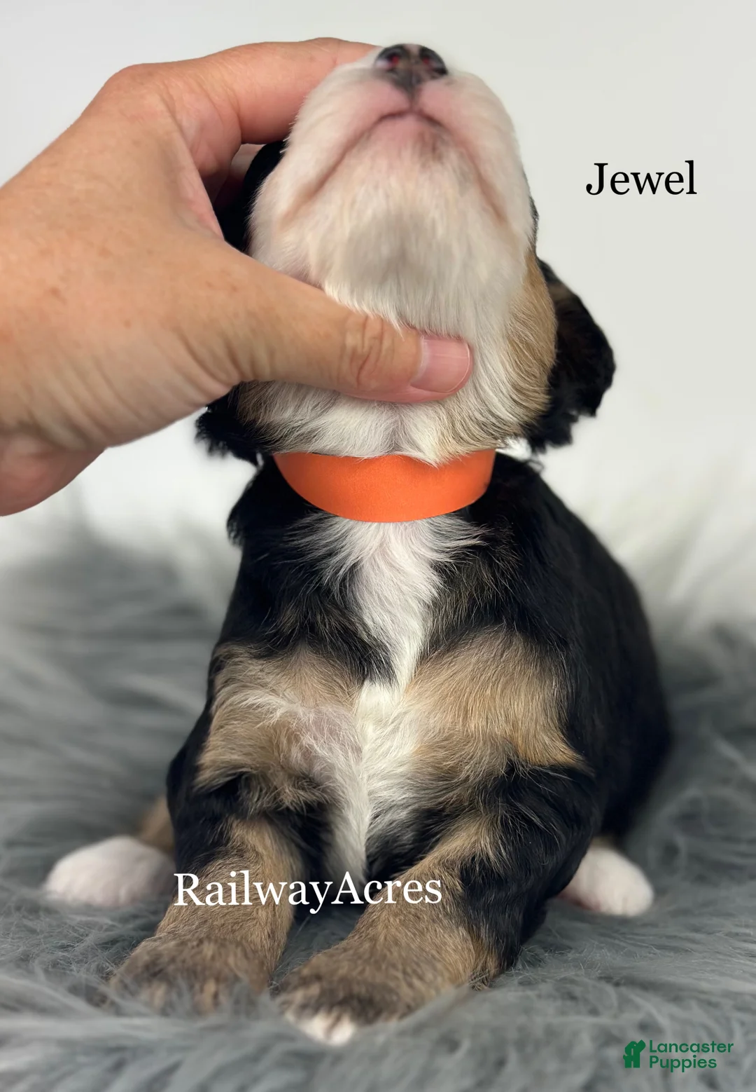 Mini Bernedoodle dogs for sale: Jewel - Ad 2