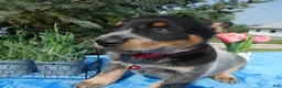 Australian Cattle Dog dogs for sale: Australian Cattle Dog 3 - Ad 4
