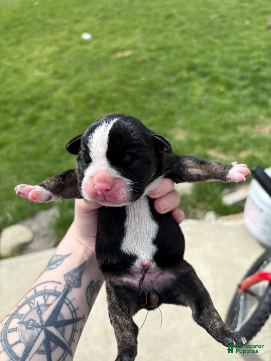 Olde English Bulldogge dogs for sale: Olde English Bulldogge Puppy 3 - Ad 2