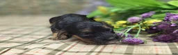 Cockapoo dogs for sale: Batty - Ad 35