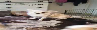 Chihuahua 1