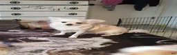 Chihuahua dogs for sale: Chihuahua 1 - Ad 1