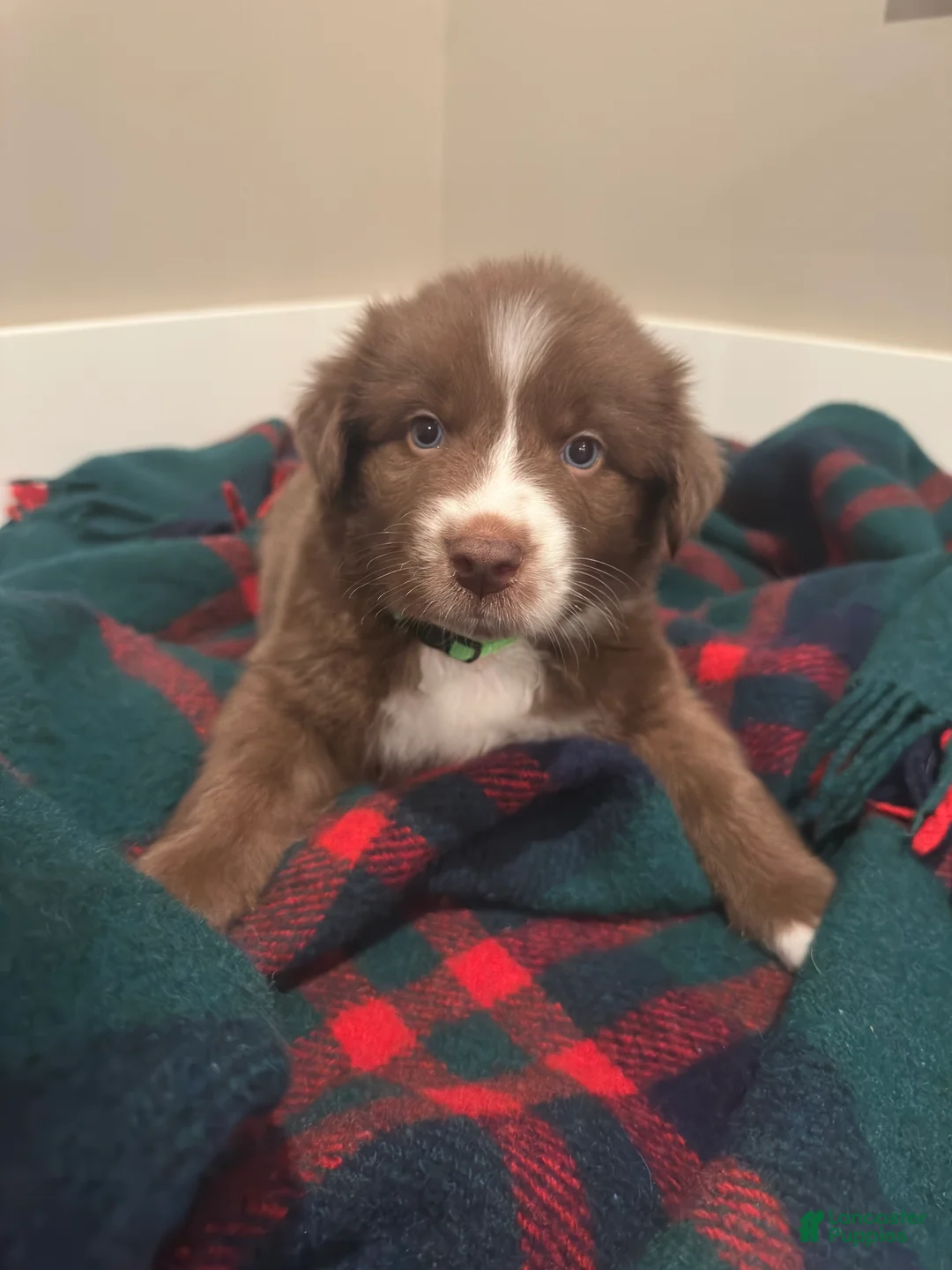 Miniature Australian Shepherd dogs for sale: Lucky - Ad 2