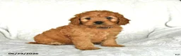 Cockapoo dogs for sale: Cutie - Ad 4