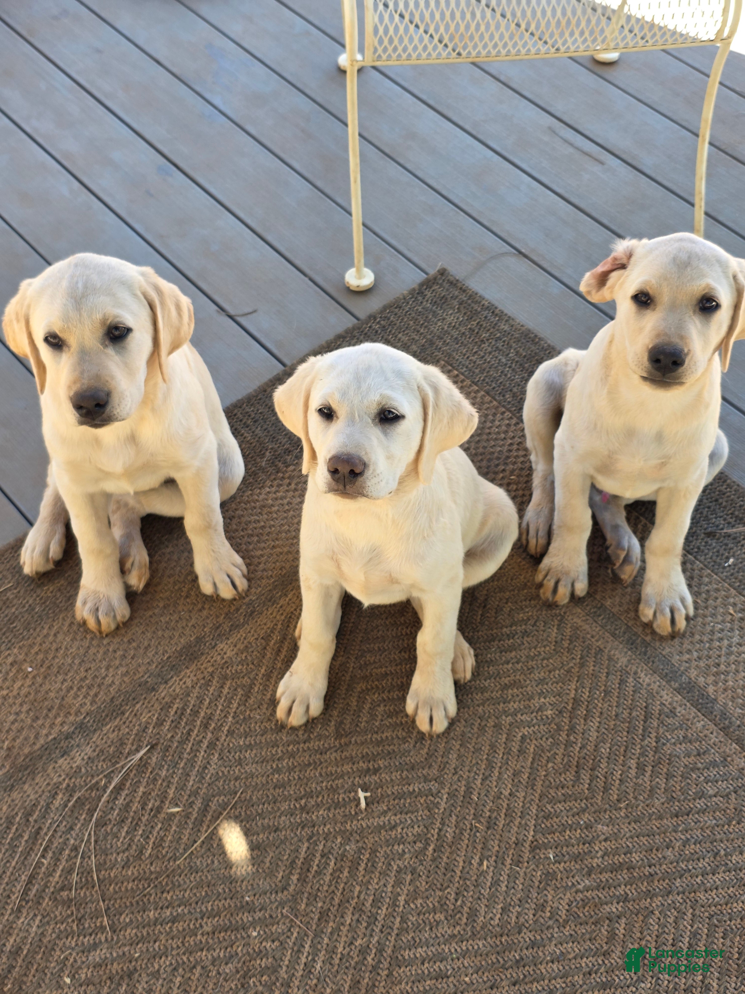 Labrador Retriever dogs Labrador Retriever 1 - Ad 13