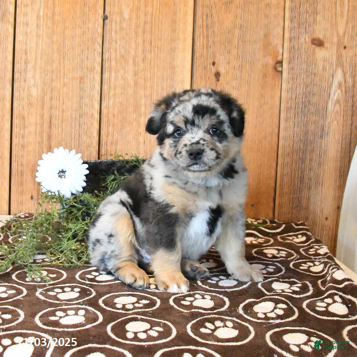 Australian Shepherd Puppies for sale in Pennsylvania Lancaster