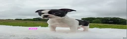 Boston Terrier dogs for sale: Ezi - Ad 4