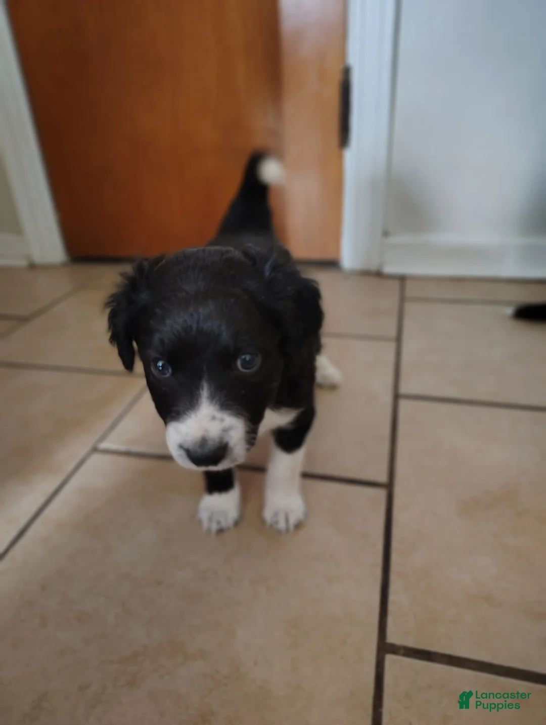 Aussiedoodle dogs for sale: Socks  - Ad 5