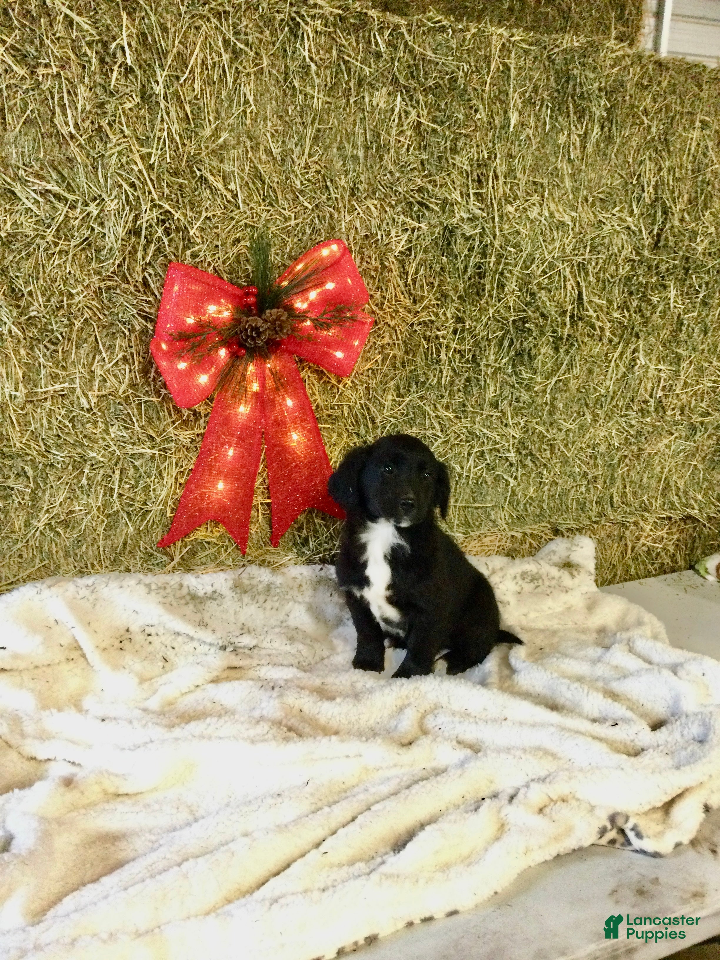 Mixed Breed dogs Murphy - Ad 18