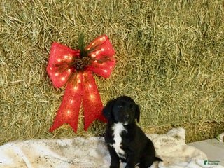 Mixed Breed dogs Murphy - Ad 8