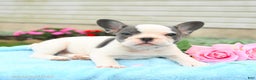 French Bulldog dogs for sale: Bonnie - Ad 10