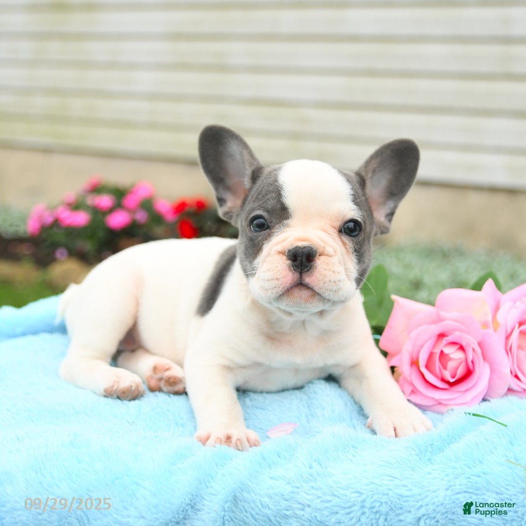 French Bulldog dogs for sale: Bonnie - Ad 10