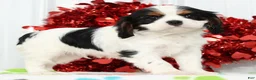 Cavalier King Charles Spaniel dogs for sale: Freddy - Ad 6