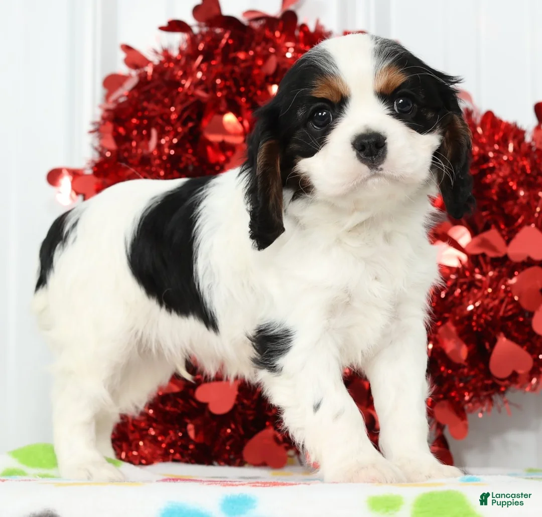Cavalier King Charles Spaniel dogs for sale: Freddy - Ad 6