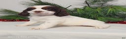 English Springer Spaniel dogs for sale: Marlene  - Ad 3
