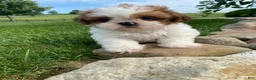 Shih Tzu dogs for sale: Timmy - Ad 5