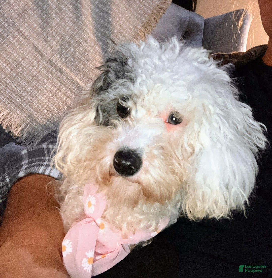 Toy Poodle dogs for sale: Toy Poodle Puppy 1 - Ad 13