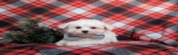 Maltese dogs for sale: Austin 7 lbs Full Grown - Ad 5