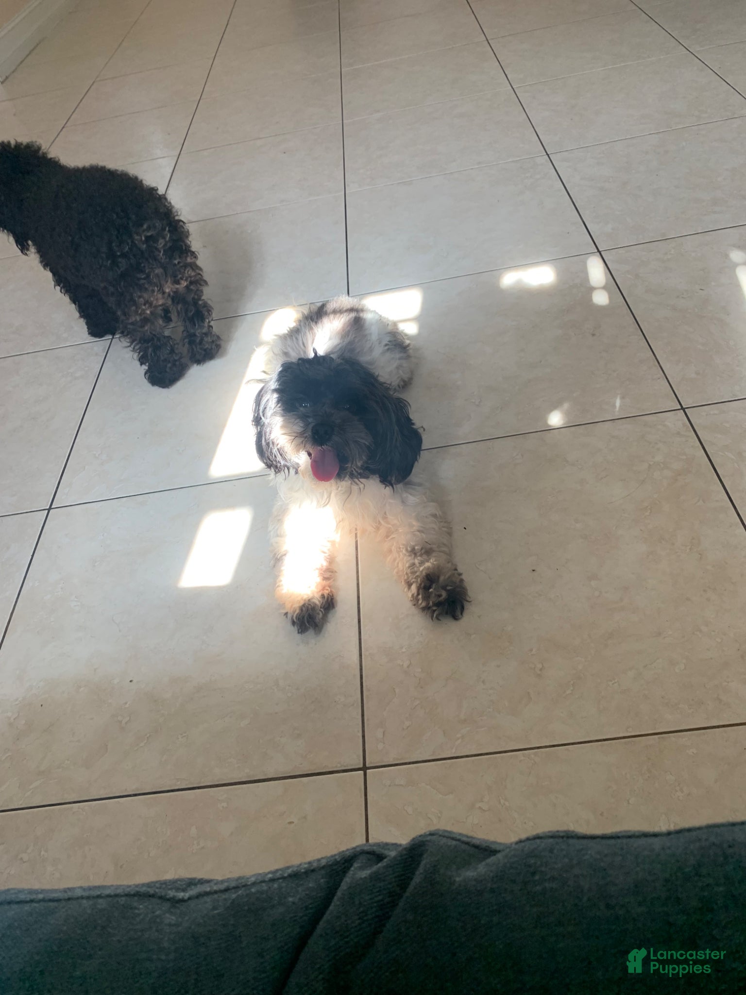 Shihpoo dogs Shihpoo Puppy 2 - Ad 2