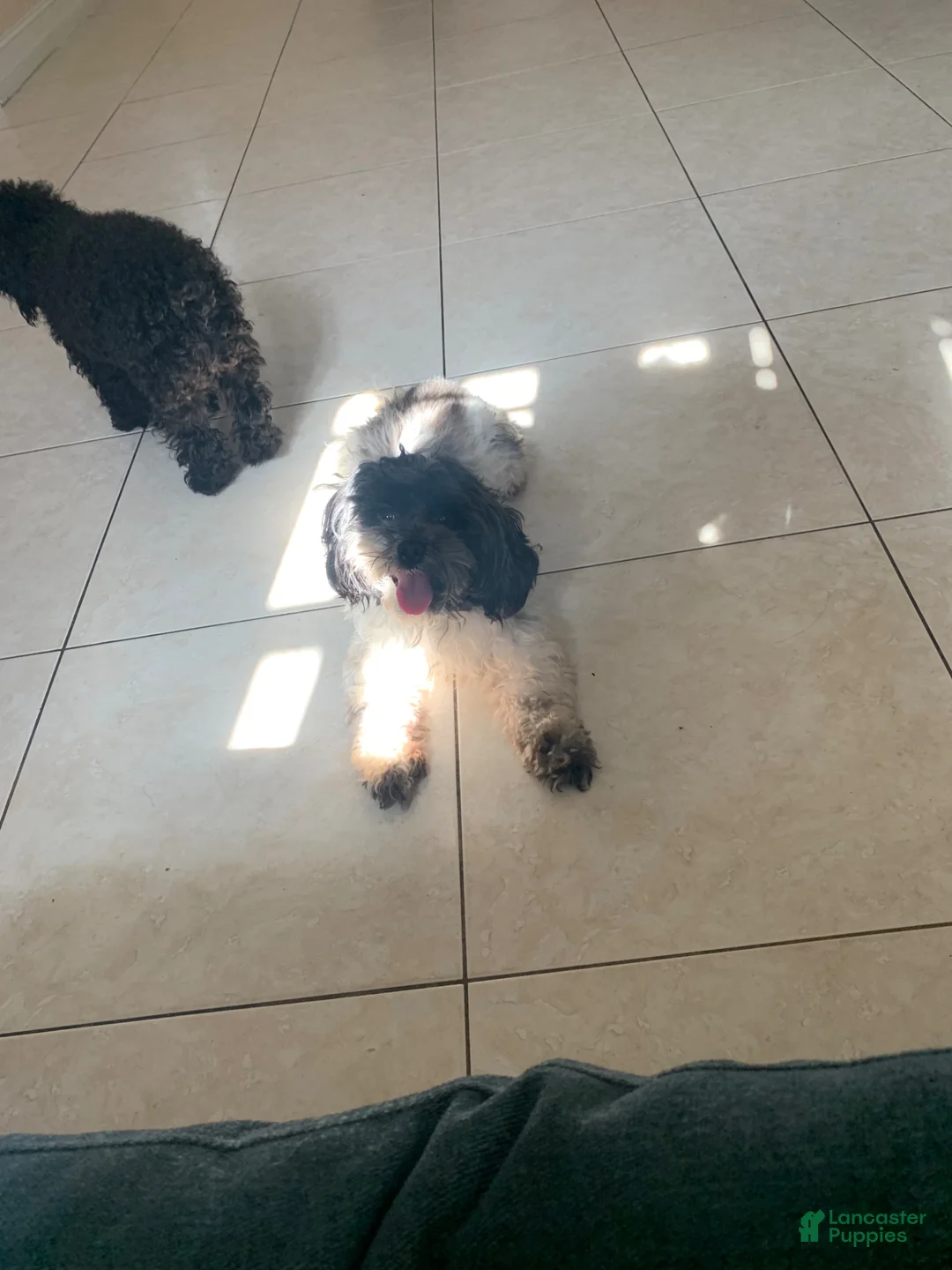 Shihpoo dogs for sale: Shihpoo Puppy 4 - Ad 2