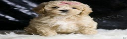 Maltipoo dogs for sale: Nutmeg - Ad 3
