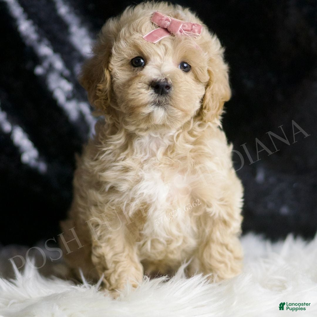 Maltipoo dogs for sale: Nutmeg - Ad 3