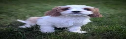 Cavapoo dogs for sale: Mr Benny - Ad 19