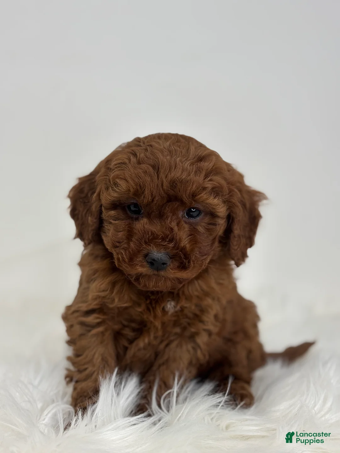 Mini Goldendoodle dogs for sale: Grant - Ad 4